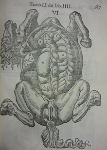 Carlo Ruini anatomy of the horse