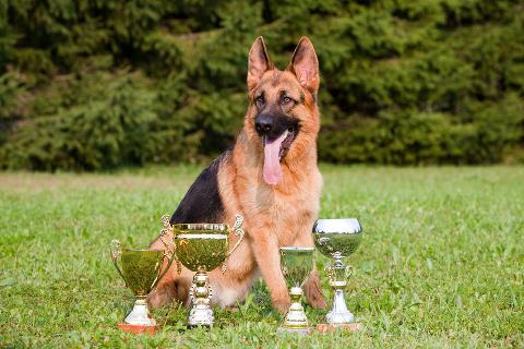 Image of dog and trophies
