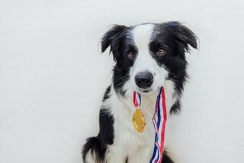 Dog with a medal