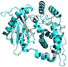 A protein coded by the Squirrel pox genome (courtesy Alan Radford)