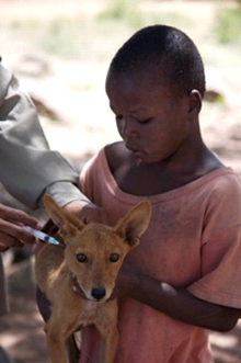 Rabies eradication in Tanzania