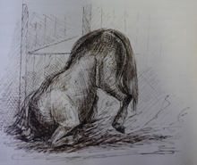 Roalfe Cox illustration of the horse pitching forward