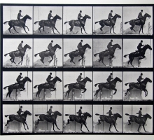 Eadward Muybridge animal locomotion