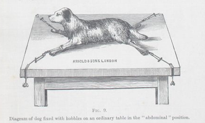 Drawing of a dog on operating table from the 1900s