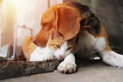 Dog and cat image