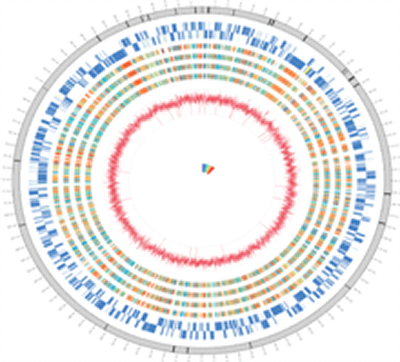 Genome of Wolbachia pipientis