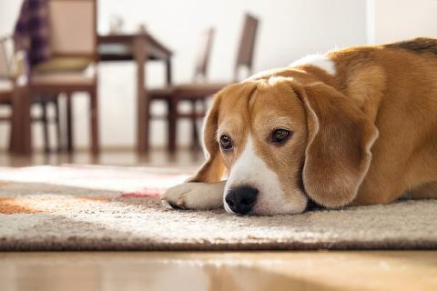 Dog laying on a rug