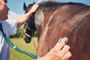 The future of equine practice: practical examples of how we’re improving outcomes for our patients