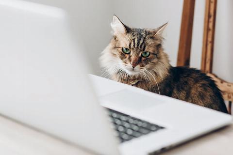 cat at laptop