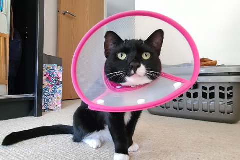 cat with pink cone