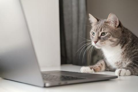 cat looking at laptop